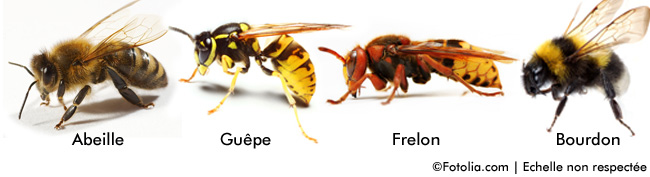 Comparatif abeille - guêpe - frelon - bourdon